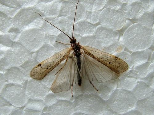 Limnephilus sp.